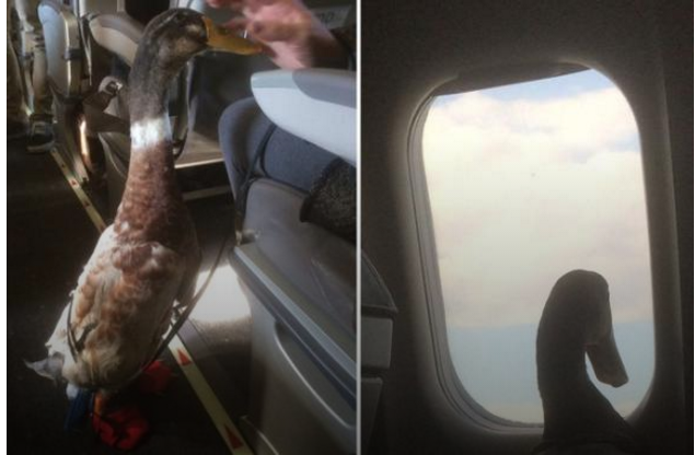 Качка на борту: у США чоловік взяв у літак селезня для зняття стресу